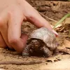 Figūra, Schleich, WILD LIFE Milzu bruņurupucis
