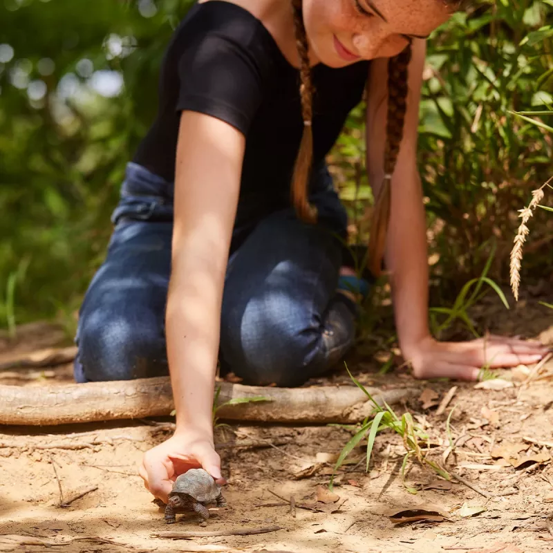 Figūra, Schleich, WILD LIFE Milzu bruņurupucis