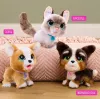 FurReal Poop-a-lots Corgi, Boy/Girl, 4 gadi, Skanošs FurReal Poop-a-lots Corgi. Produkta krāsa: Daudzkrāsains