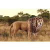 Schleich WILD LIFE Rūcoša lauva Daudzkrāsains Plastmasa 3+ gadi