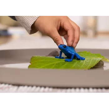 Figūra TEKA Blue Poison Dart Frog schleich WILD LIFE — plastmasas dzīvnieka figūriņa, 3+ gadi