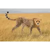 Figūra Schleich WILD LIFE Čītas mātīte 14746