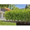Pilienveida apūdeņošanas sistēma Gardena 13500-20