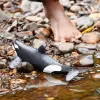 Figūriņa Schleich WILD LIFE zobenvalis