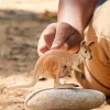 Figūra Schleich WILD LIFE Ķengurs