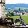 schleich Pinkie žagata, 3 gad(i), Daudzkrāsaina, Plastmasa