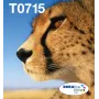 Epson Multipack 4-colours T071 EasyMail, Standarta izneses, Melns, Ciāna, fuksīna, Dzeltens, 7.4 ml, 5.5 ml, 1 gab., Daudzpakete