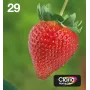 Epson Strawberry Multipack 4-krāsu 29 EasyMail, standarta ietilpība, melna, ciāna, fuksīna, dzeltena, 5,3 ml, 3,2 ml, 1 gab., daudzkrāsu iepakojums