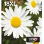 Epson Daisy Multipack 4-krāsu 18XL EasyMail, augsta (XL) ietilpība, melna, ciāna, fuksīna, dzeltena, 11,5 ml, 6,6 ml, 1 gab., daudzpaka