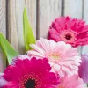 Greeting/Sympathy Card Sigel DS001