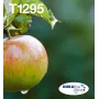 Epson Apple Multipack 4-krāsu T129 EasyMail, melns, ciāna, fuksīna, dzeltens, 11,2 ml, 7 ml, 1 gab., daudzpaka