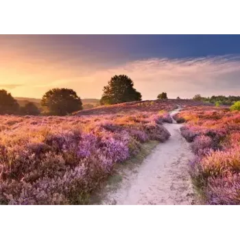 Puzle Ravensburger Pink Pathway Netherlands, 1000 gabali, 700×? mm, 2 mm bieza