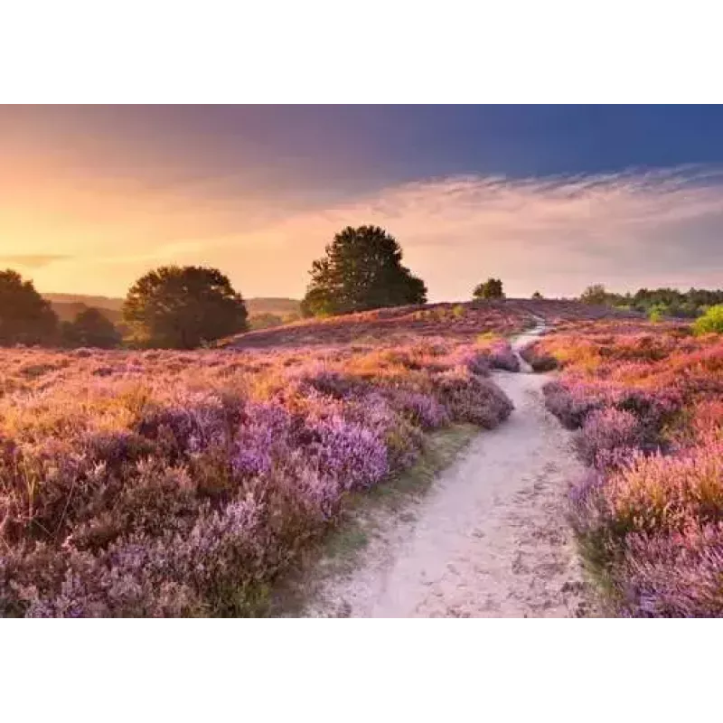 Puzle Ravensburger Pink Pathway Netherlands, 1000 gabali, 700×? mm, 2 mm bieza