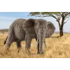 schleich WILD LIFE Āfrikas zilonis, mātīte, 3 gadi, Safari, Savvaļas dzīvnieki / piedzīvojumu rotaļlietas, Daudzkrāsaina, Plastmasa, 1 gab.