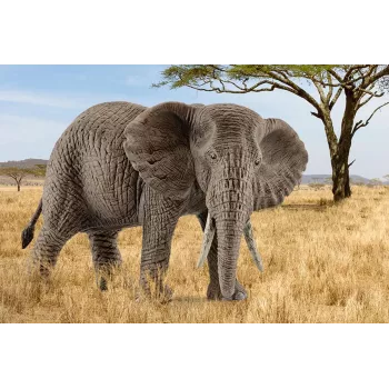 schleich WILD LIFE Āfrikas zilonis, mātīte, 3 gadi, Safari, Savvaļas dzīvnieki / piedzīvojumu rotaļlietas, Daudzkrāsaina, Plastmasa, 1 gab.