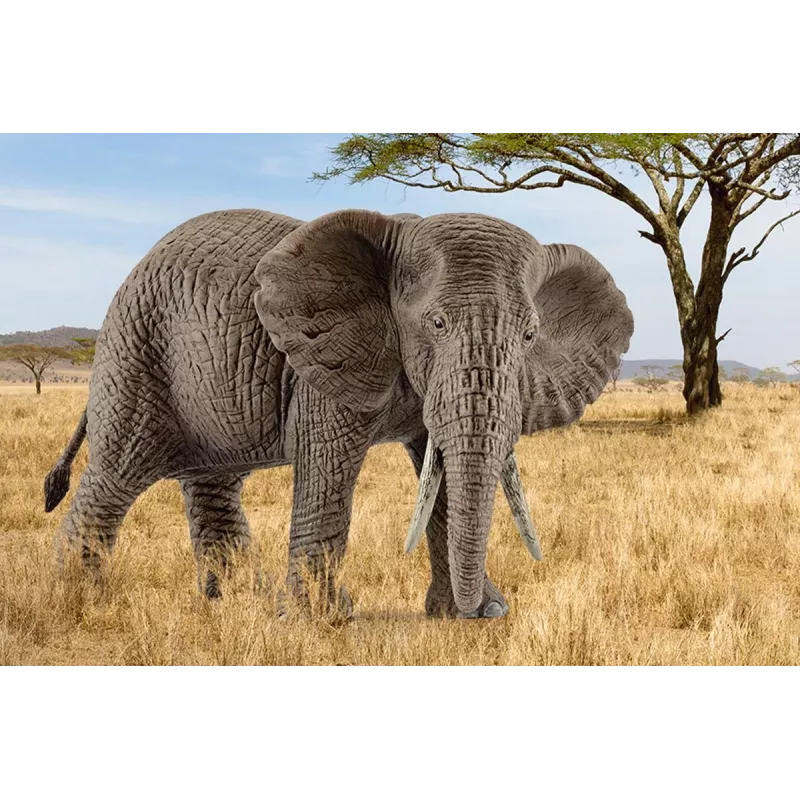 schleich WILD LIFE Āfrikas zilonis, mātīte, 3 gadi, Safari, Savvaļas dzīvnieki / piedzīvojumu rotaļlietas, Daudzkrāsaina, Plastmasa, 1 gab.