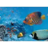 Cirkulāri polarizējošs kameras filtrs Hama 00077100 37 mm Multi Resistant Coating
