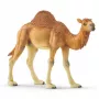 schleich WILD LIFE Dromedārs. Ieteicamais vecums (min): 3 gadi, Produkta krāsa: Daudzkrāsaina, Materiāls: Plastmasa. Iekļauto produktu skaits: 1 gab.