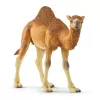 schleich WILD LIFE Dromedārs. Ieteicamais vecums (min): 3 gadi, Produkta krāsa: Daudzkrāsaina, Materiāls: Plastmasa. Iekļauto produktu skaits: 1 gab.