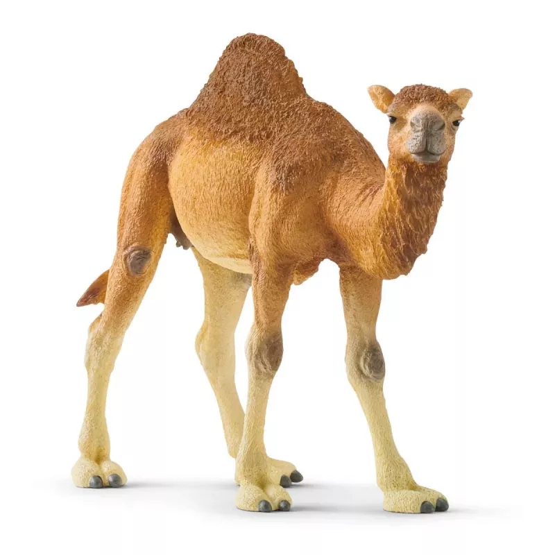 schleich WILD LIFE Dromedārs. Ieteicamais vecums (min): 3 gadi, Produkta krāsa: Daudzkrāsaina, Materiāls: Plastmasa. Iekļauto produktu skaits: 1 gab.