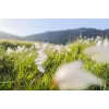 Canon platleņķa RF 24 mm F1.8 Macro IS STM kameras objektīvi, melni