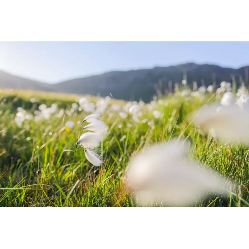 Canon platleņķa RF 24 mm F1.8 Macro IS STM kameras objektīvi, melni