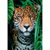 Clementoni High Quality Collection Jaguārs džungļos puzle 500 gab. Dzīvnieki