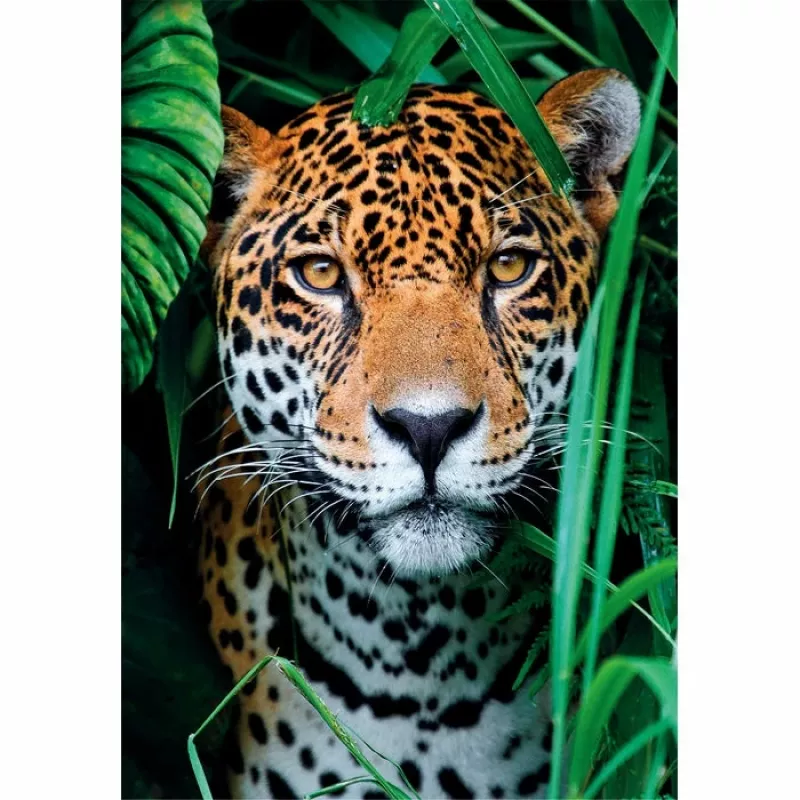 Clementoni High Quality Collection Jaguārs džungļos puzle 500 gab. Dzīvnieki