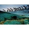 Clementoni Penguins Puzle 1000 gab. Dzīvnieki