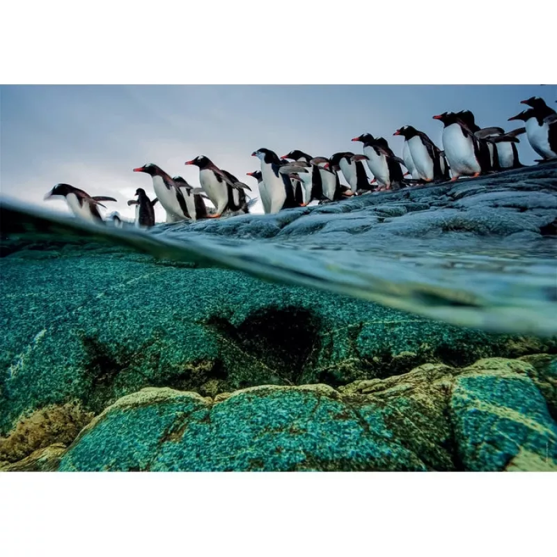 Clementoni Penguins Puzle 1000 gab. Dzīvnieki