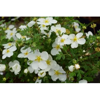 Piepūšamais matracis 203 x 152 x 22 cm Bestway 67703