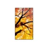 Sharp MultiSync M652 65 collu 4K UHD profesionālais displejs 550 cd/m² 24/7