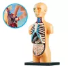 LEAN TOYS Izglītojošs anatomiskais modelis Cilvēka ķermeņa orgāni 32 daļas 4D Vision sērija