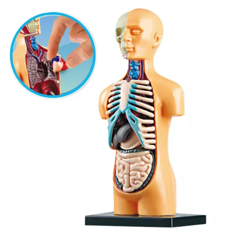 LEAN TOYS Izglītojošs anatomiskais modelis Cilvēka ķermeņa orgāni 32 daļas 4D Vision sērija