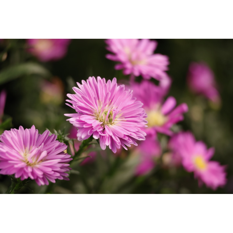 Canon RF-S 55-210mm F5-7.1 IS STM teleobjektīvs ar maināmu fokusa attālumu