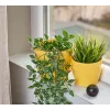 Shelly H&T, Mitruma un Temperatūras Bezvadu Gudrais Sensors, Kompakts, WiFi, Higrometrs, Mājas Automatizācija, iOS Android Lietotne – Melns