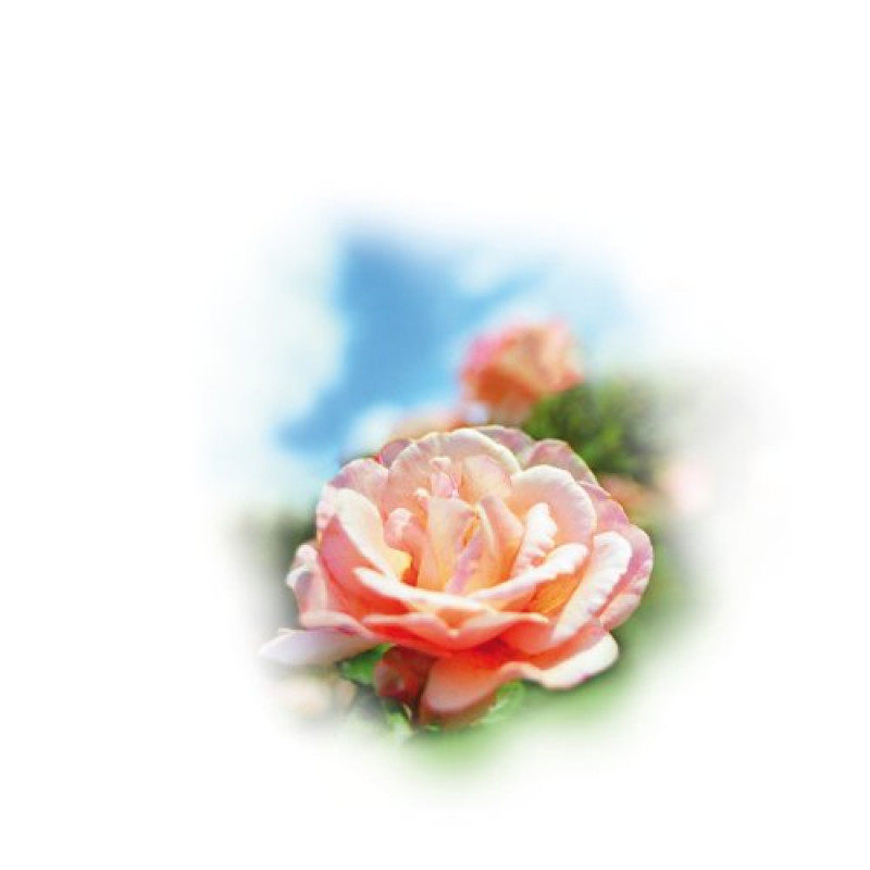 Medisana Aroma Essence Rose 10 ml