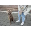PALOPA 2-in-1 pudeles turētājs un kārumu soma Boudi Taupe