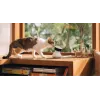 PETLIBRO Scout viedā AI mājdzīvnieku kamera 1080p Full HD ar divvirzienu audio, nakts redzamību, kustības un skaņas noteikšanu, 130° platleņķi, Wi-Fi, MicroSD/mākoņa krātuvi, balta