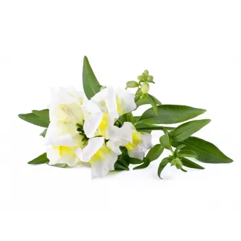 Click & Grow Smart Garden papildinājums, 3 augu kapsulas (SGR78X3)