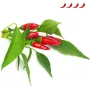 Click & Grow Piri Piri čili piparu augu kapsulas Smart Garden dārzam, 3 gab. (SGR67X3)