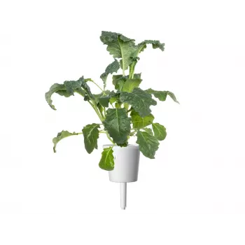 Click & Grow Smart Garden papildinājums, 3 augu kapsulas (SGR86X3)