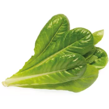 Click & Grow SGR50X3 Salātu augu kapsulu papildinājums (3 iepakojums)