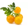 Click and Grow Smart Garden papildinājums 3 gab. Mini tomātu stādu kapsulas