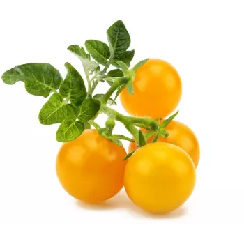 Click and Grow Smart Garden papildinājums 3 gab. Mini tomātu stādu kapsulas
