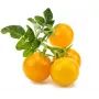 Click and Grow Smart Garden papildinājums 3 gab. Mini tomātu stādu kapsulas