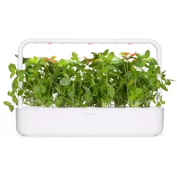 Click & Grow citronu baziliku augu kapsulas Smart Garden dārzam, 3 gab. (SGR76X3)