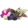 Click & Grow krāsainu ziedu maisījuma augu kapsulas Smart Garden dārzam, 9 gab. (PPMVBX9)