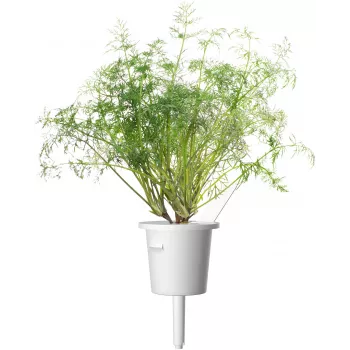 Click & Grow SGR49x3 Diļļu augu kapsulu papildinājums, 3 iepakojums