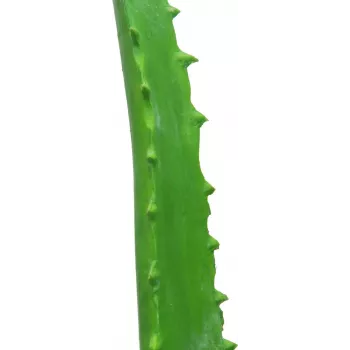 EUROPALMS mākslīgais alvejas augs melnā podā, 63cm 82809112